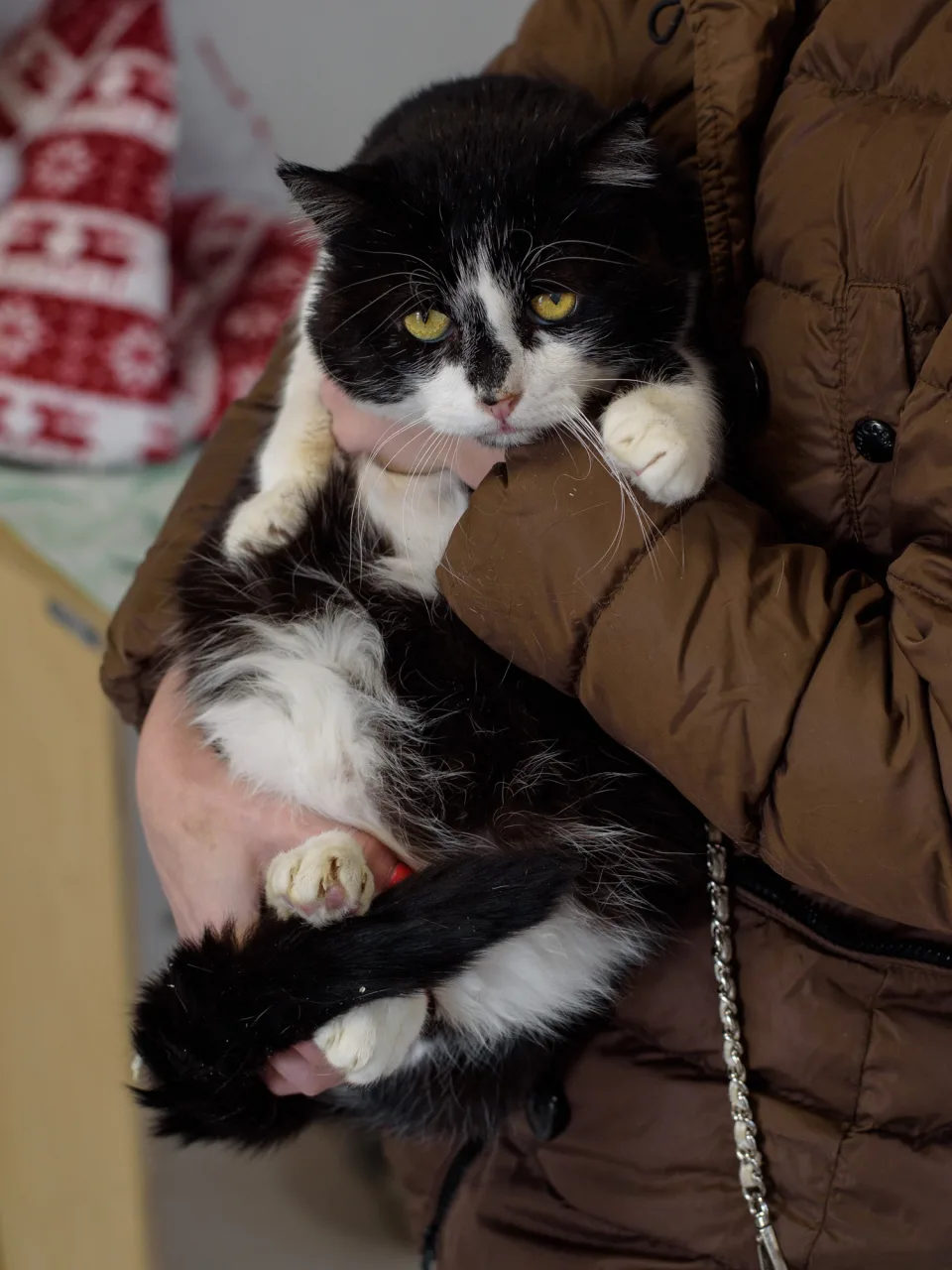 Кошка Базиль, кот, Приют Бирюлево, Москва. Фото 2 из 7.
