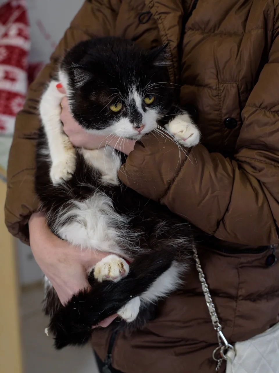 Кошка Базиль, кот, Приют Бирюлево, Москва. Фото 7 из 7.