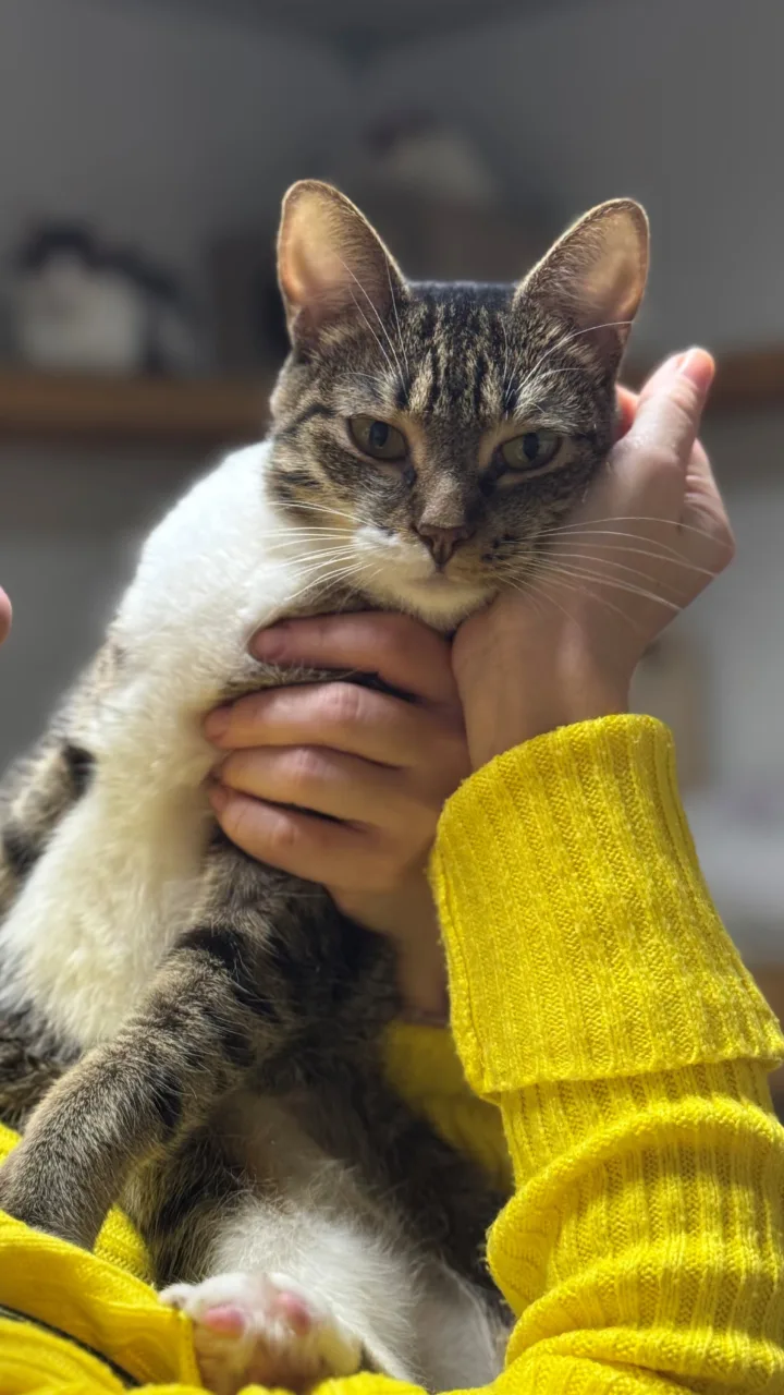 Кошка Белощёчка, кошка, Приют Бирюлево, Москва. Фото 3 из 10.