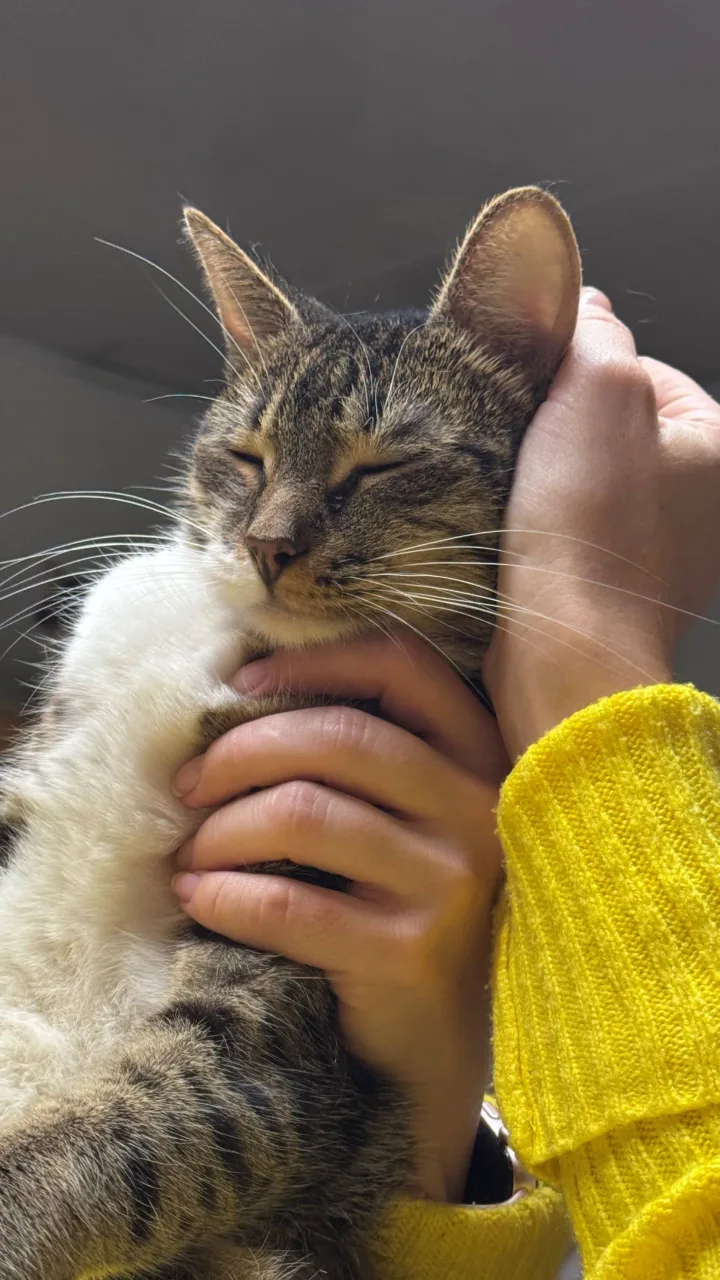 Кошка Белощёчка, кошка, Приют Бирюлево, Москва. Фото 4 из 10.