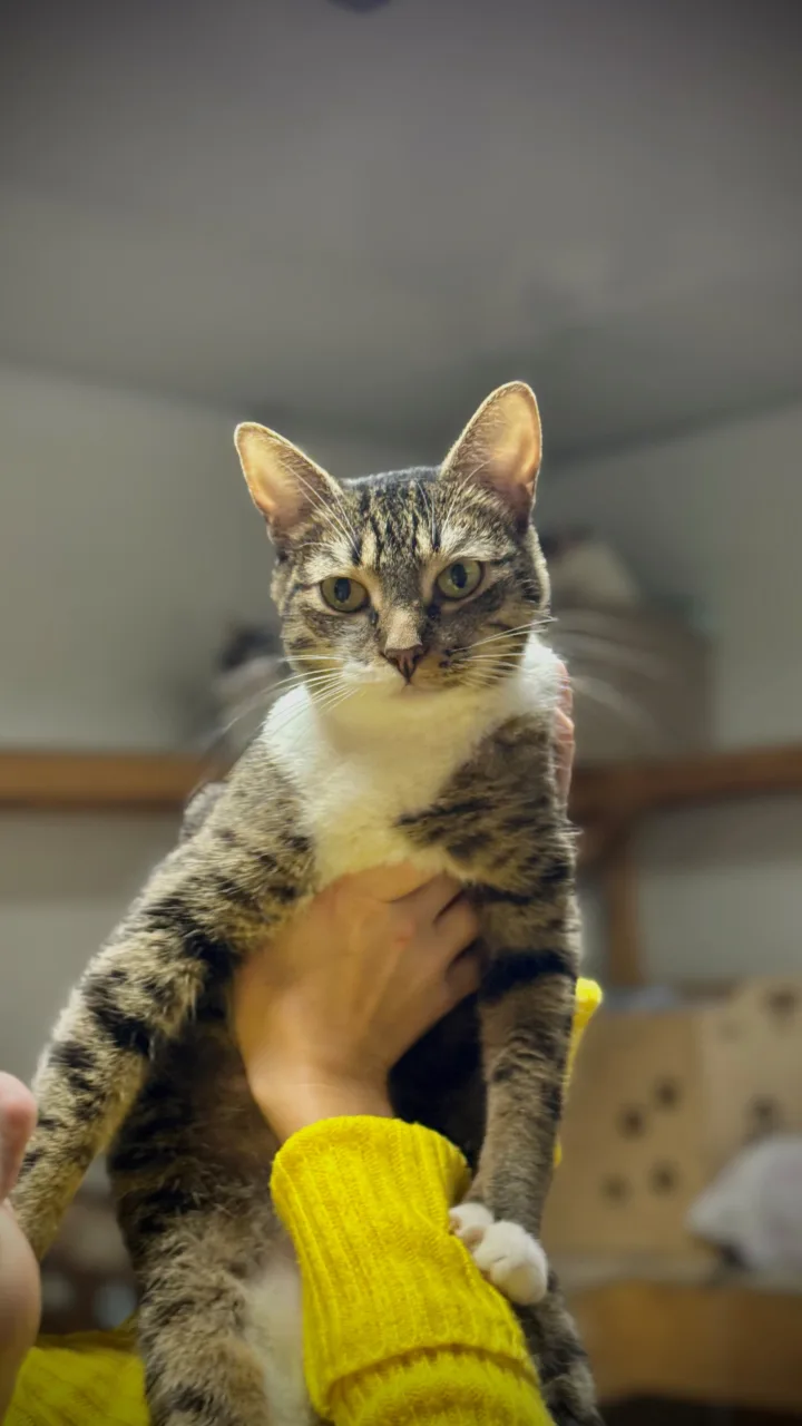 Кошка Белощёчка, кошка, Приют Бирюлево, Москва. Фото 5 из 10.