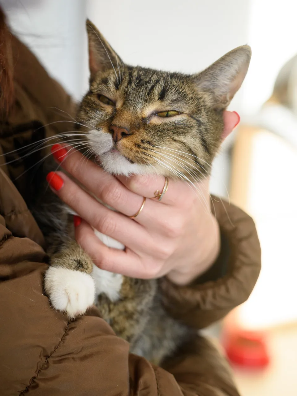 Кошка Белощёчка, кошка, Приют Бирюлево, Москва. Фото 9 из 10.