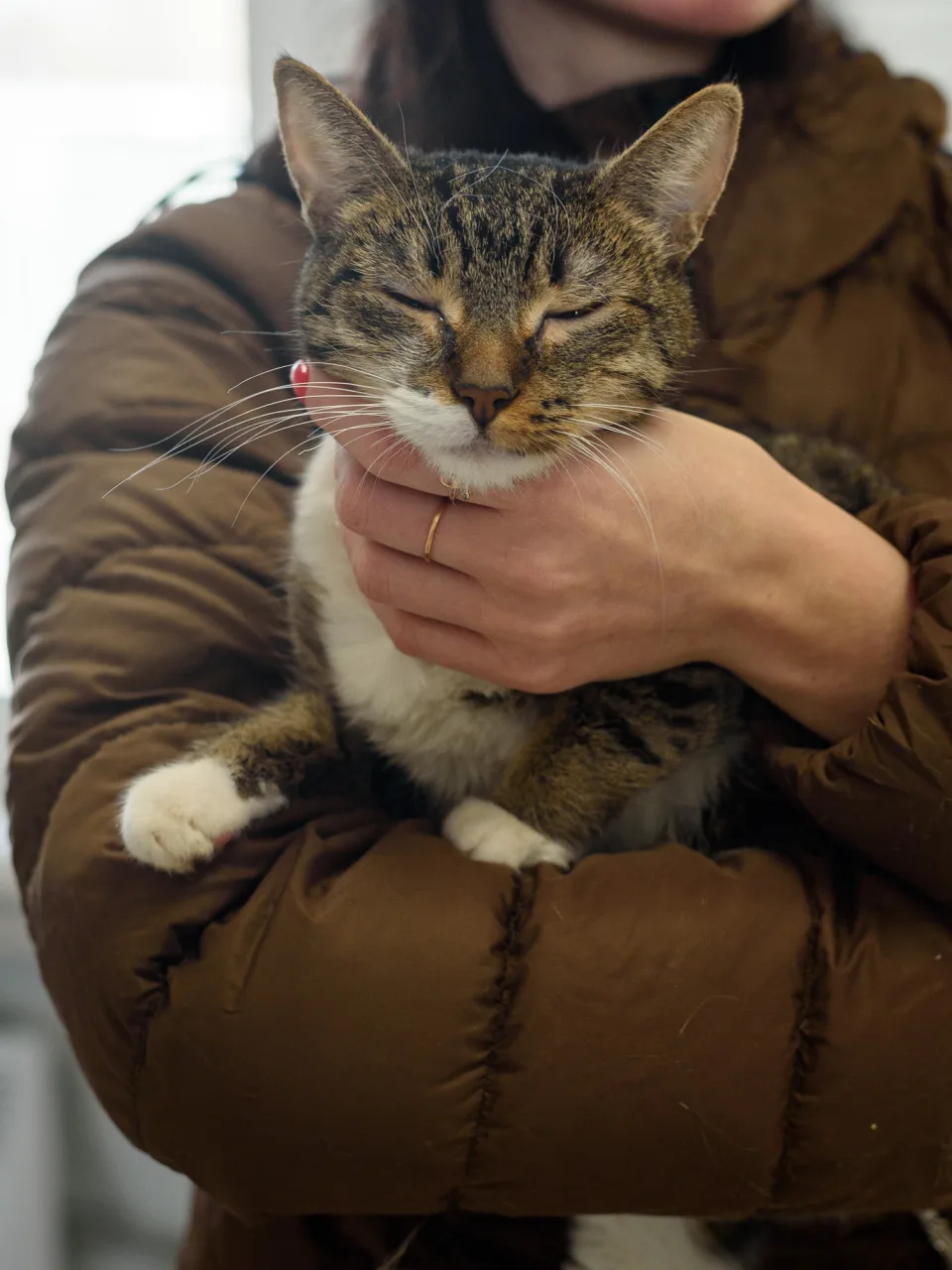Кошка Белощёчка, кошка, Приют Бирюлево, Москва. Фото 10 из 10.