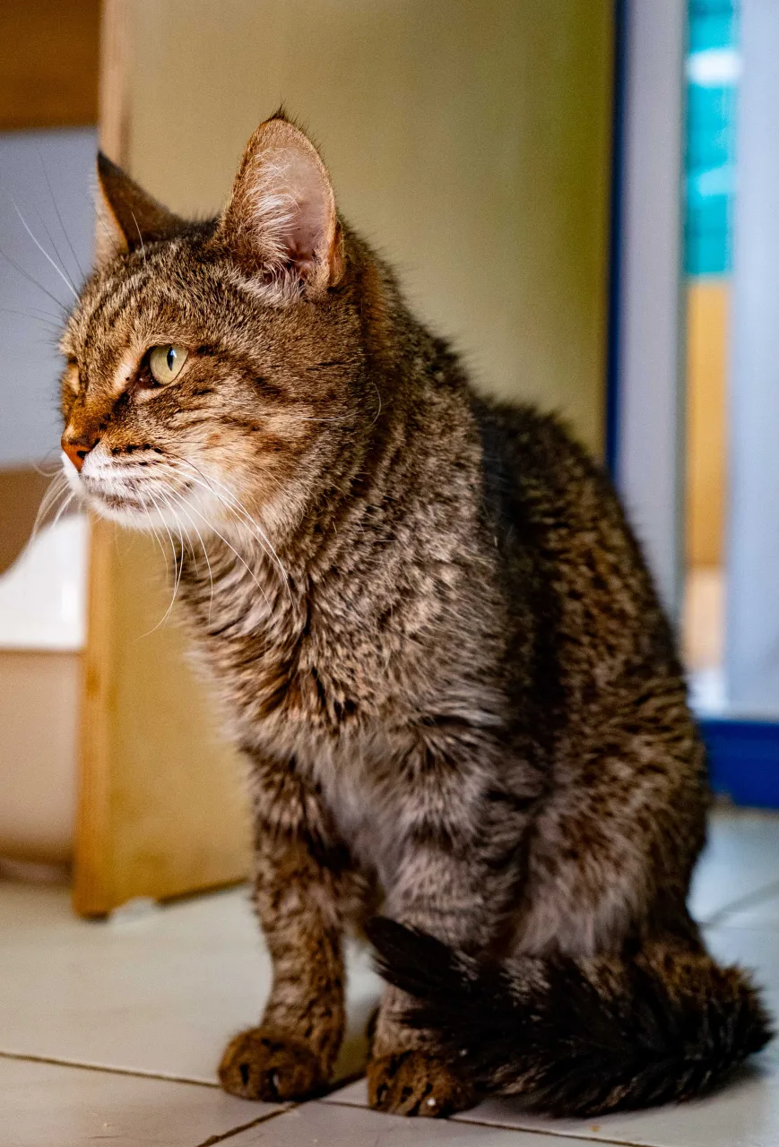 Кошка Подружка, кошка, Приют Бирюлево, Москва. Фото 3 из 5.