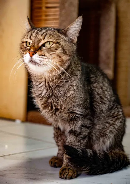 Подружка — кошка, Москва