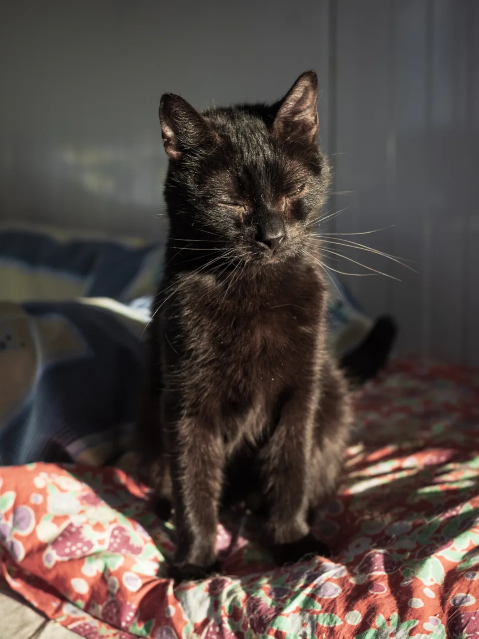 Кошка Ворон, кот, Приют Бирюлево, Москва. Фото 3 из 8.