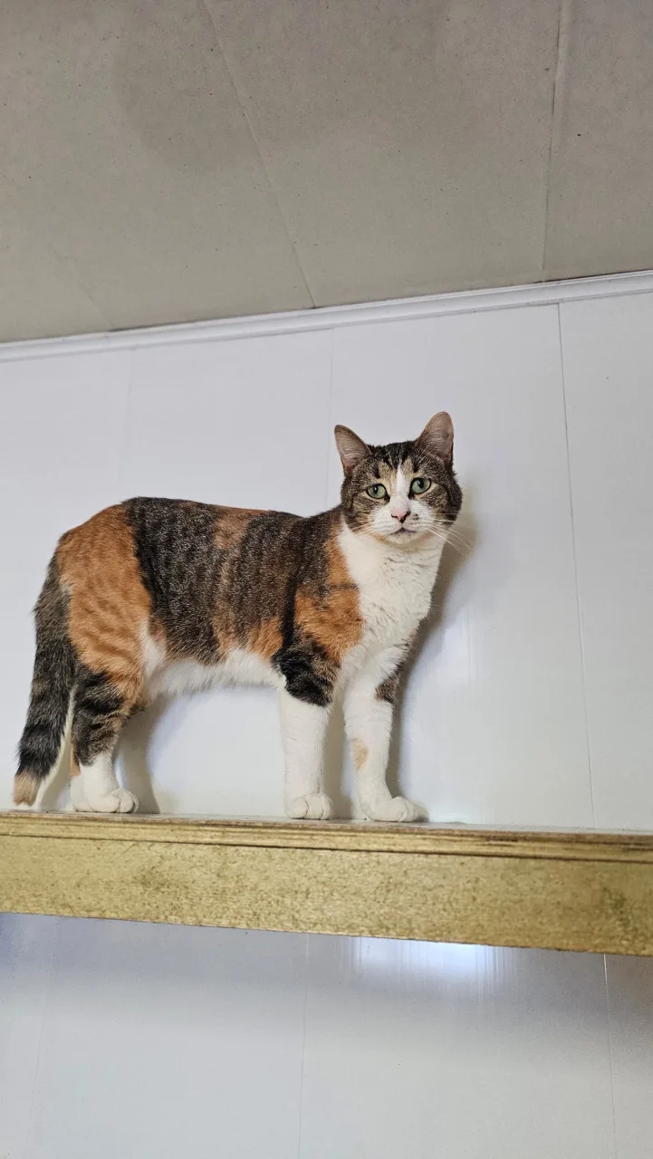 Кошка Упса, кошка, Приют Бирюлево, Москва. Фото 6 из 11.