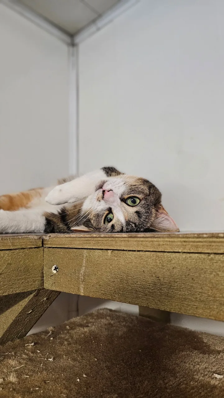 Кошка Упса, кошка, Приют Бирюлево, Москва. Фото 8 из 11.