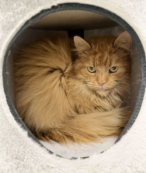 Руфус — кошка, Москва