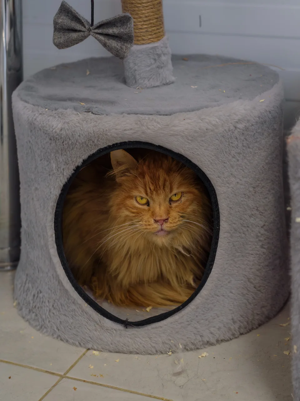 Кошка Руфус, кот, Приют Бирюлево, Москва. Фото 7 из 8.