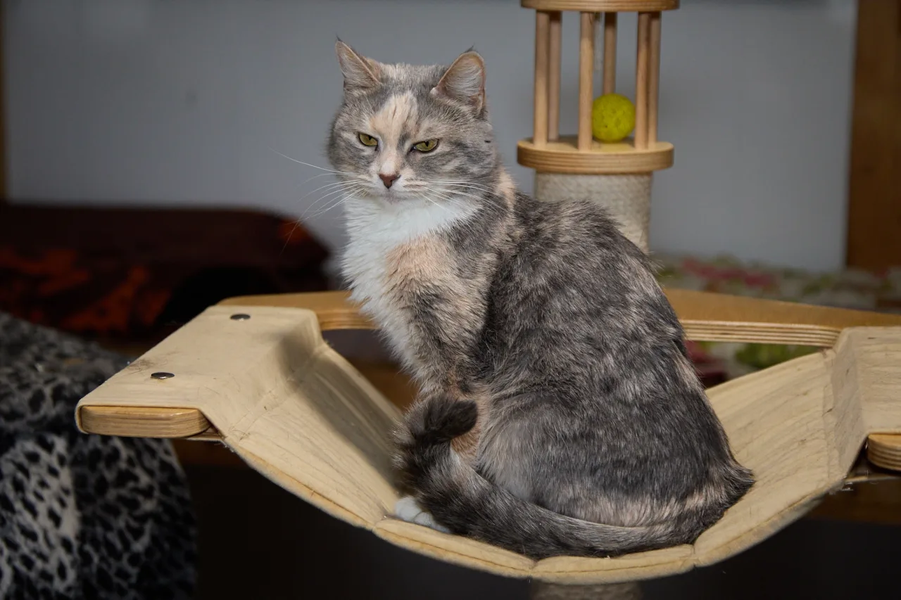 Кошка Саша, кошка, Приют Бирюлево, Москва. Фото 6 из 7.
