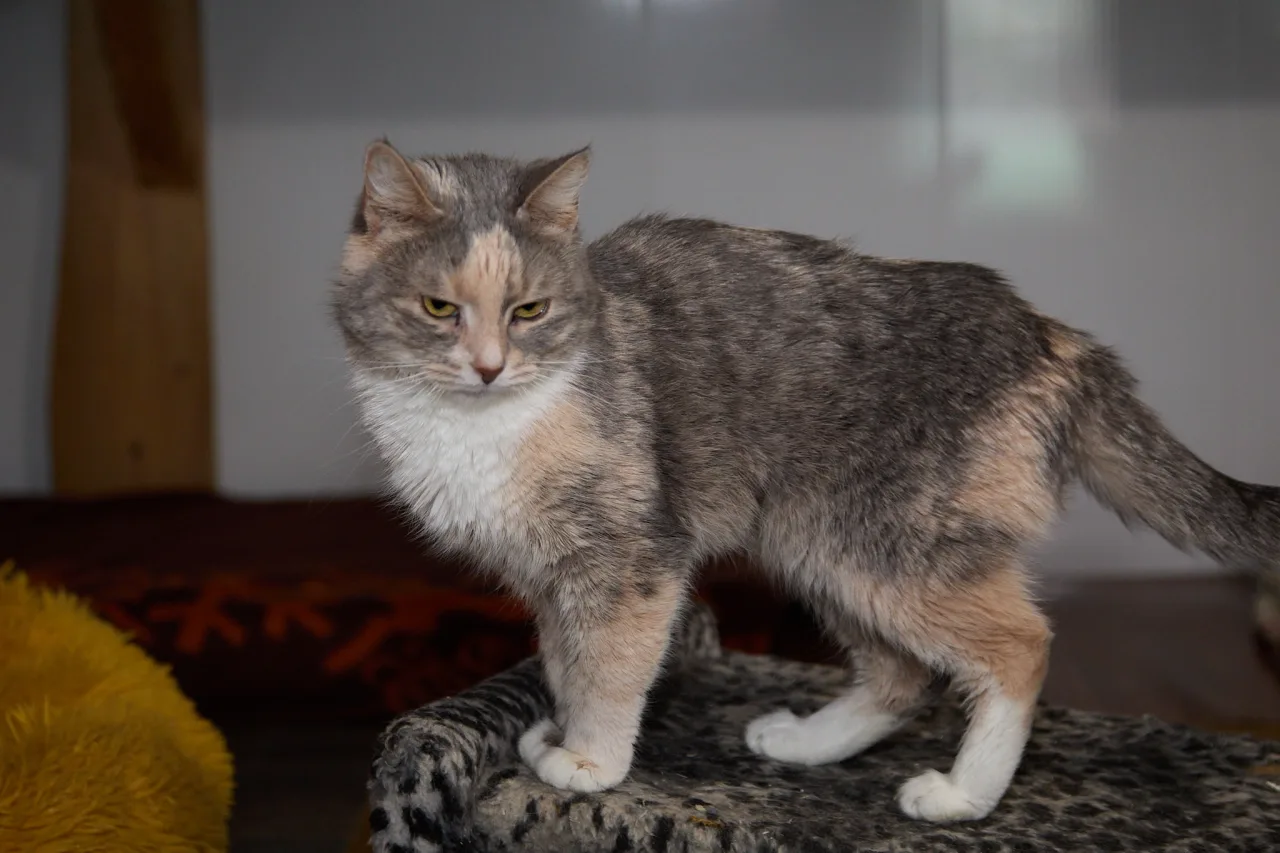 Кошка Саша, кошка, Приют Бирюлево, Москва. Фото 7 из 7.