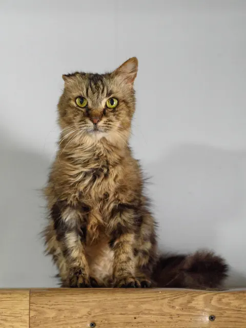 Пастила — кошка, Москва