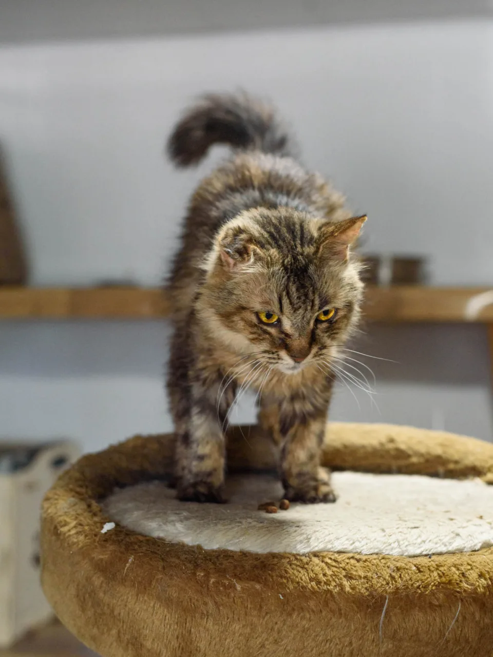 Кошка Пастила, кошка, Приют Бирюлево, Москва. Фото 2 из 10.