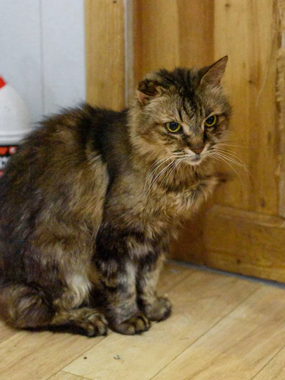 Кошка Пастила, кошка, Приют Бирюлево, Москва. Фото 3 из 10.