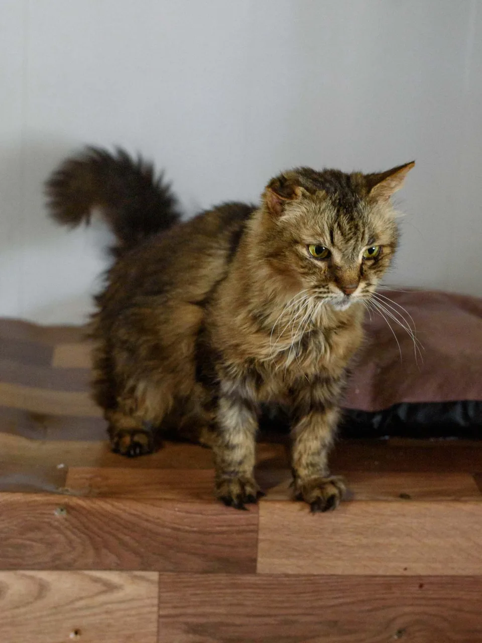 Кошка Пастила, кошка, Приют Бирюлево, Москва. Фото 4 из 10.
