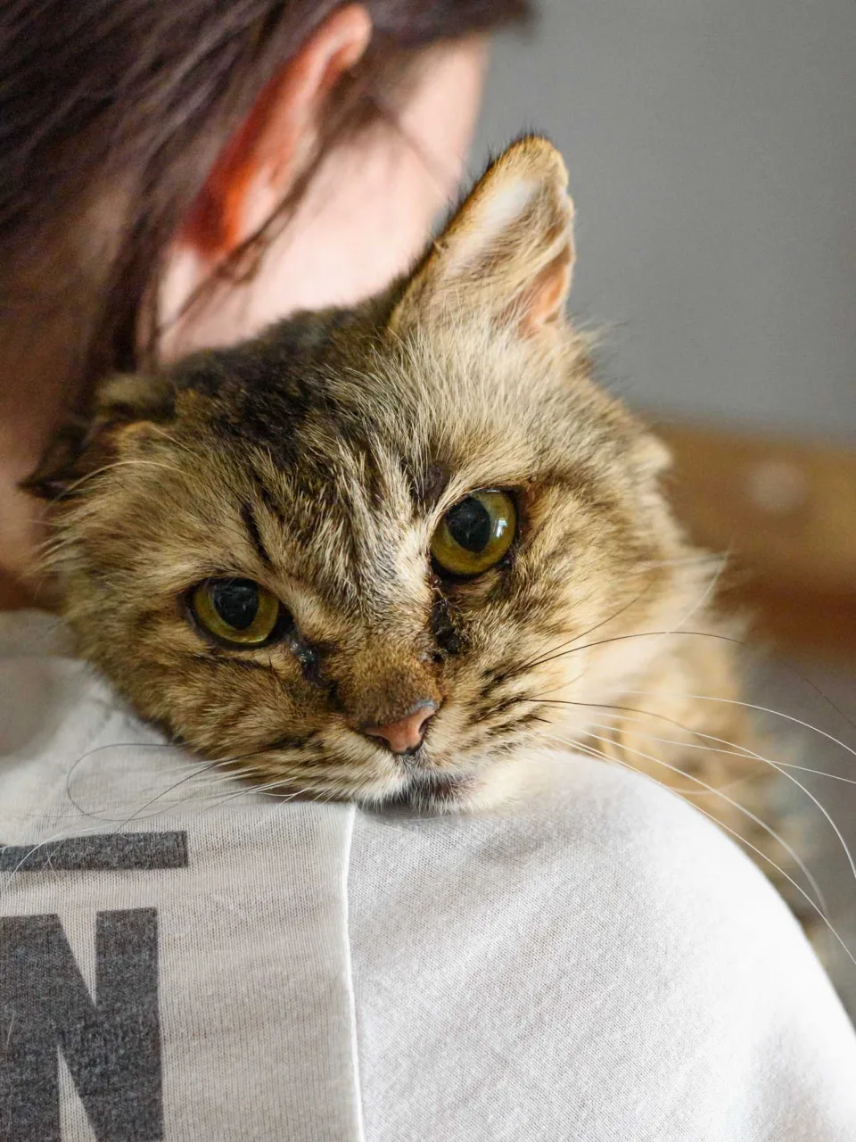 Кошка Пастила, кошка, Приют Бирюлево, Москва. Фото 5 из 10.
