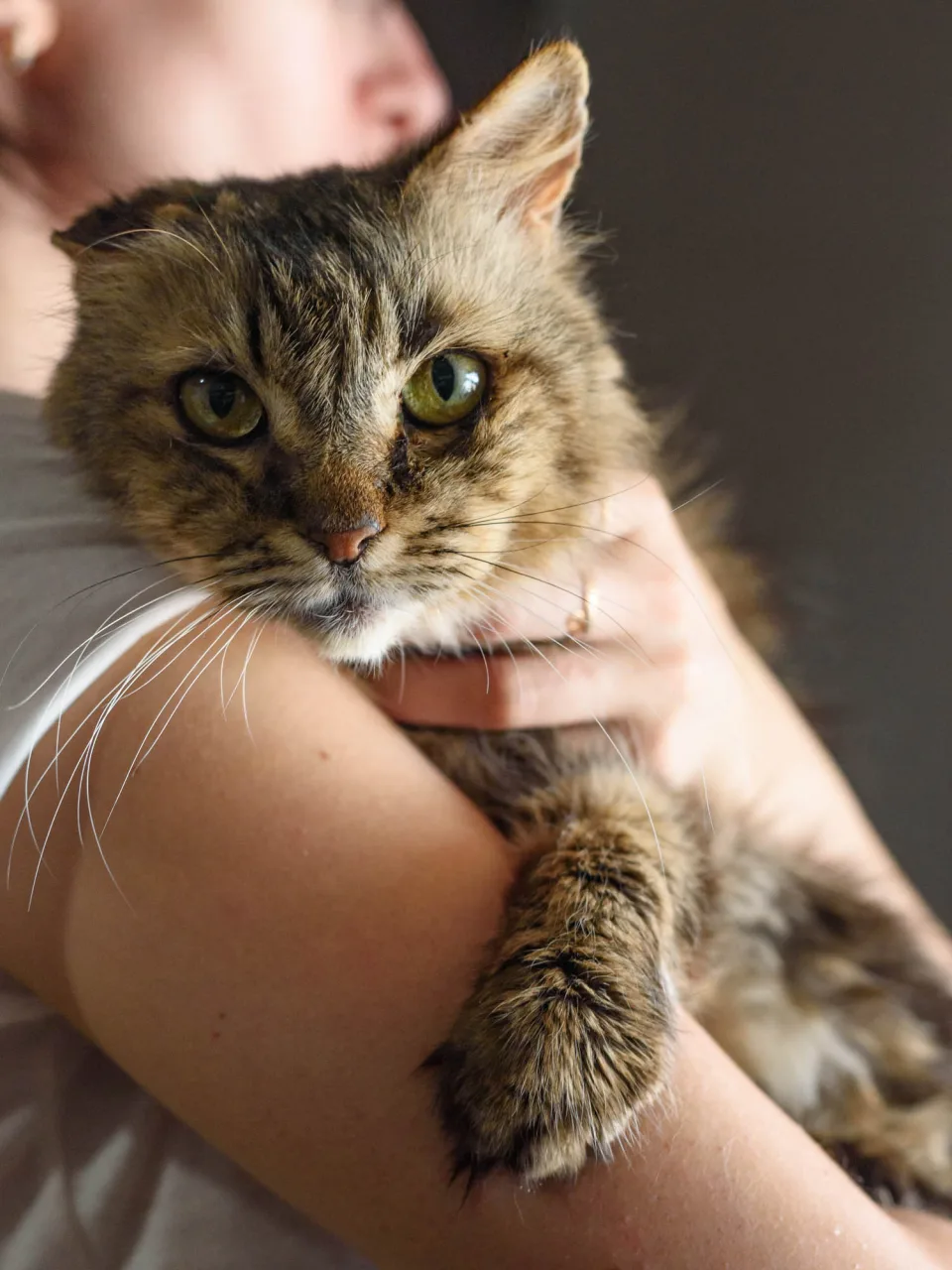 Кошка Пастила, кошка, Приют Бирюлево, Москва. Фото 6 из 10.