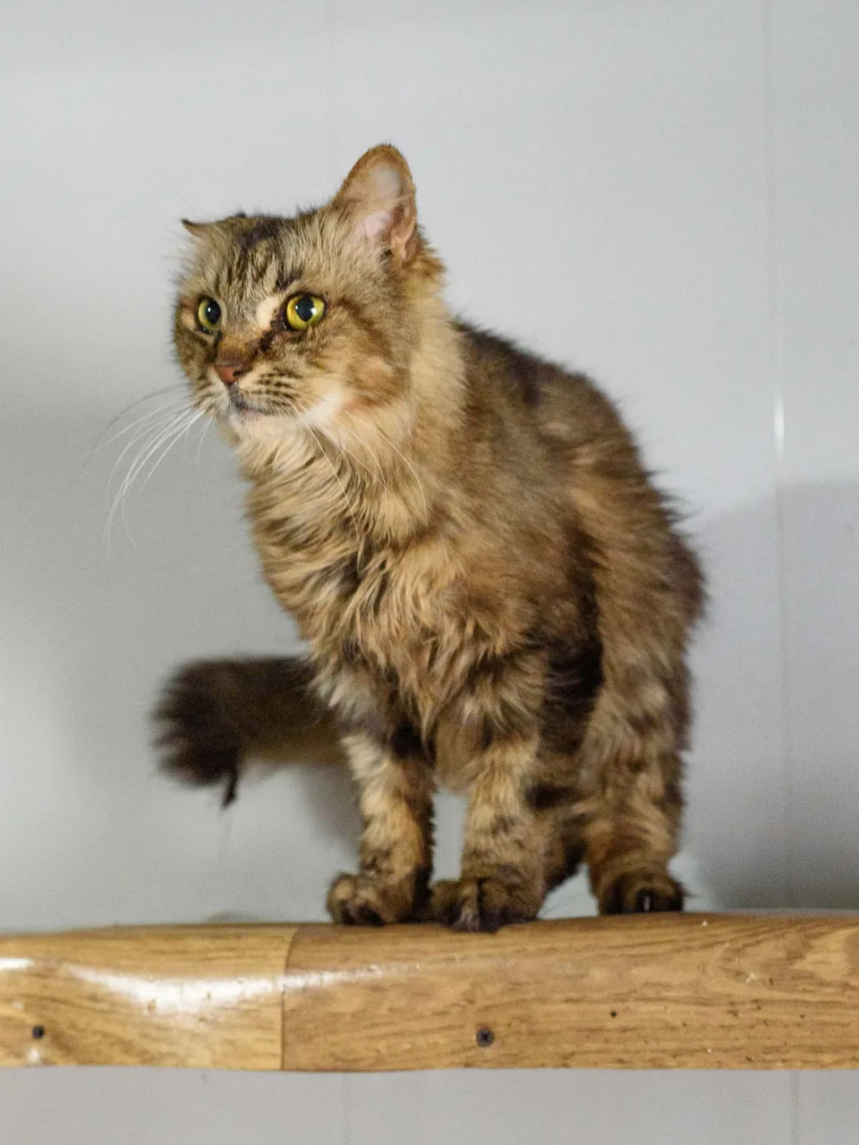 Кошка Пастила, кошка, Приют Бирюлево, Москва. Фото 8 из 10.