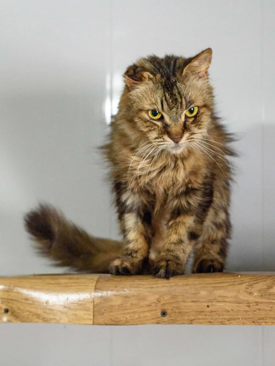 Кошка Пастила, кошка, Приют Бирюлево, Москва. Фото 9 из 10.