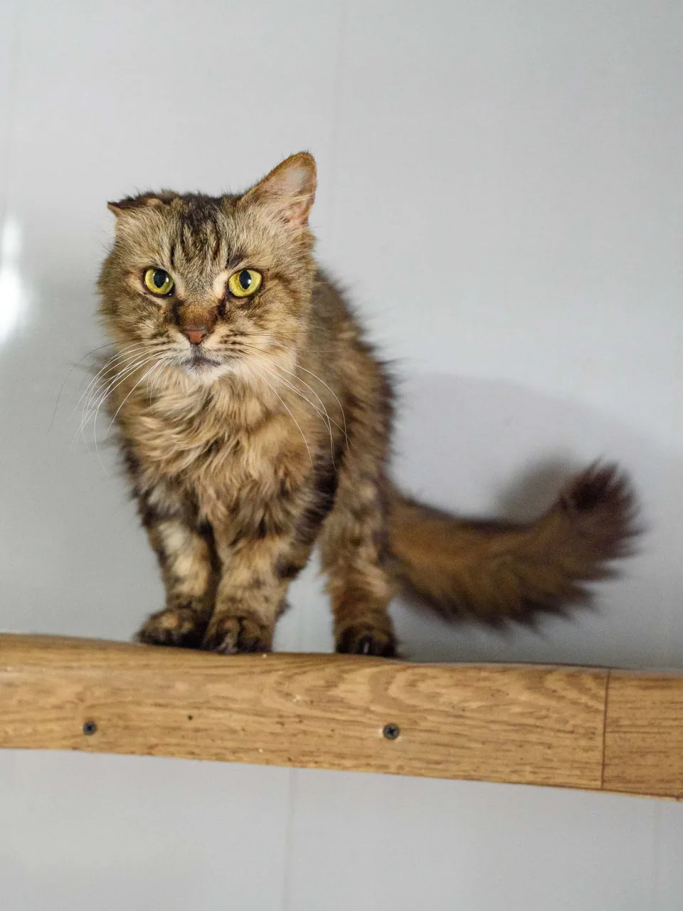 Кошка Пастила, кошка, Приют Бирюлево, Москва. Фото 10 из 10.