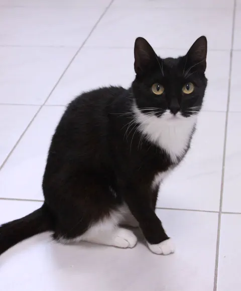 Космея — кошка, Москва