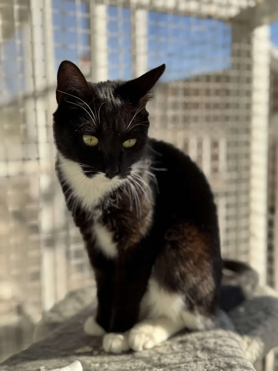 Кошка Космея, кошка, Приют Бирюлево, Москва. Фото 8 из 8.