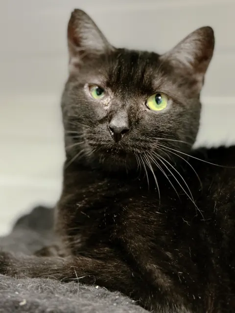 Багира — кошка, Москва