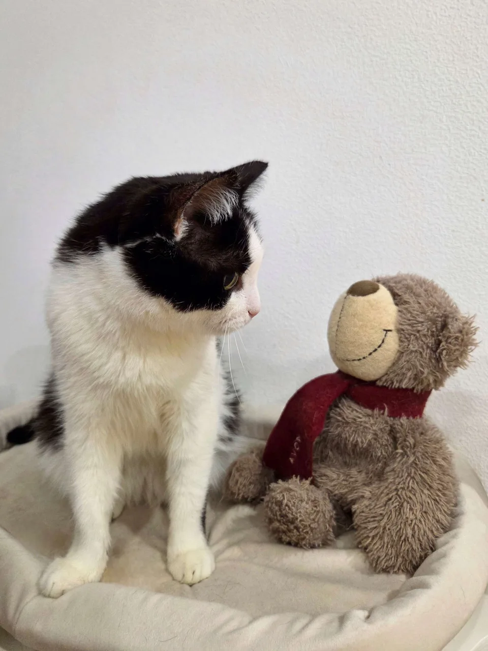 Кошка Мико, кошка, Приют Бирюлево, Москва. Фото 7 из 8.