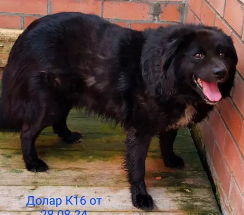 Долар — собака, Москва