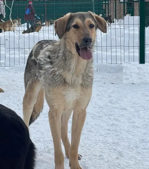Дюк — собака, Москва