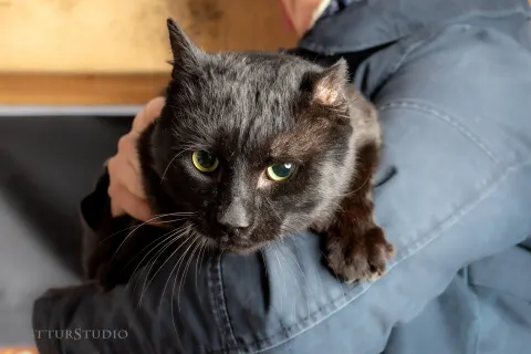 Пират — кошка, Москва
