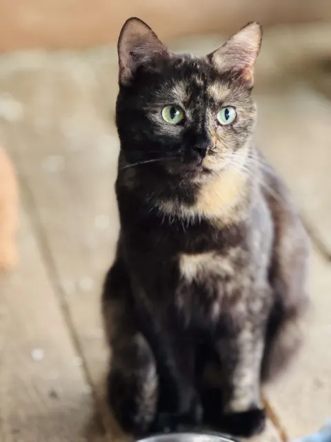 Манго — кошка, Москва