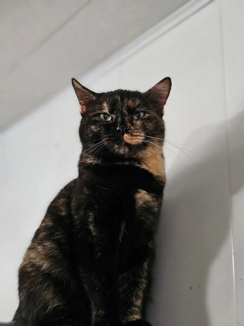Кошка Манго, кошка, Приют Бирюлево, Москва. Фото 6 из 10.