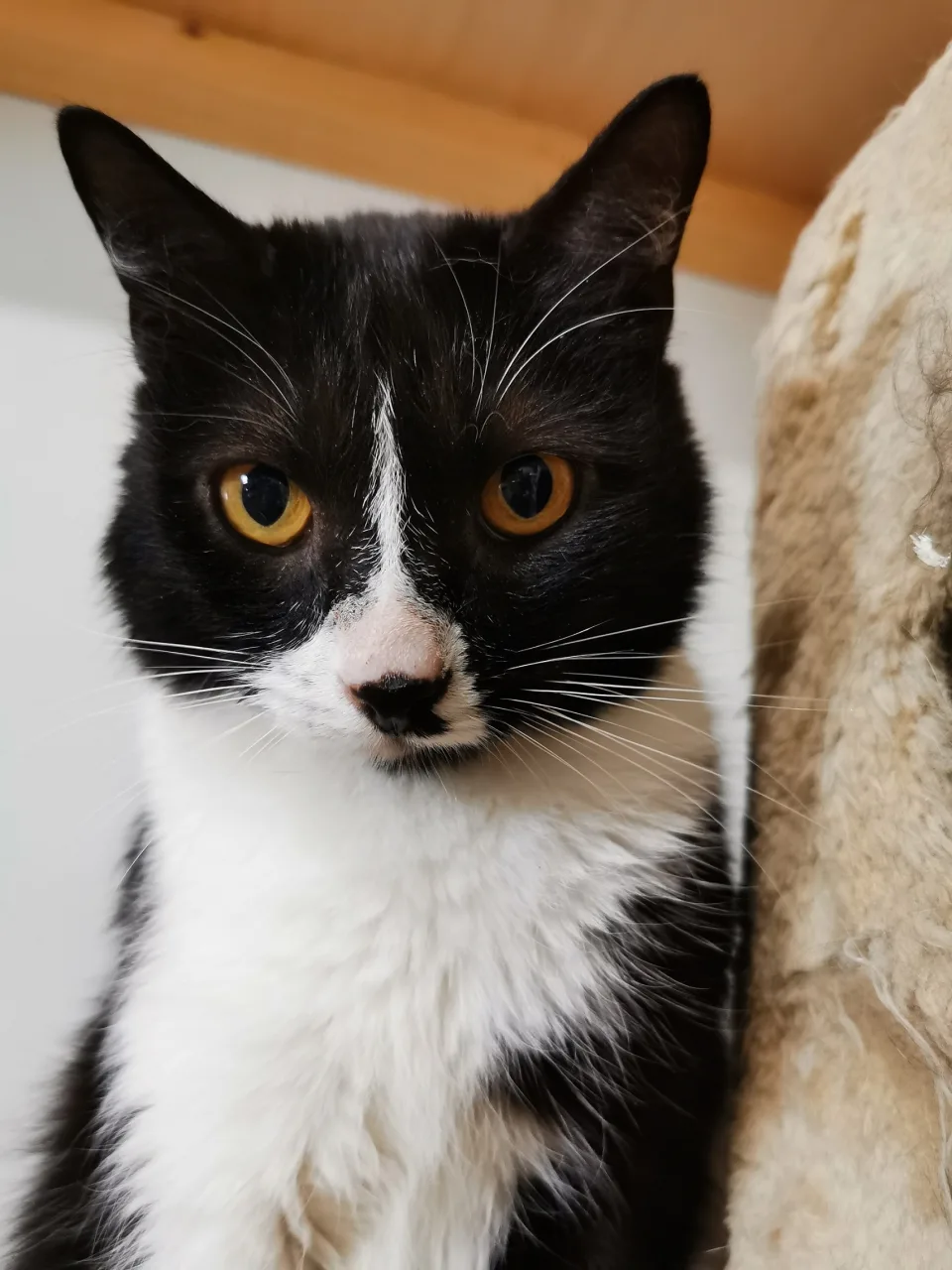 Кошка Тёма, кот, Приют Бирюлево, Москва. Фото 7 из 9.