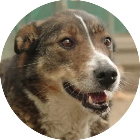 Капа — собака, Москва