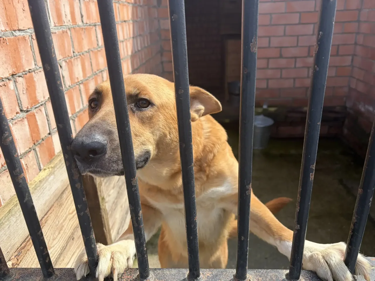 Собака Каргана, сука, Приют Малинки (Кожухово), Москва. Фото 1 из 1.