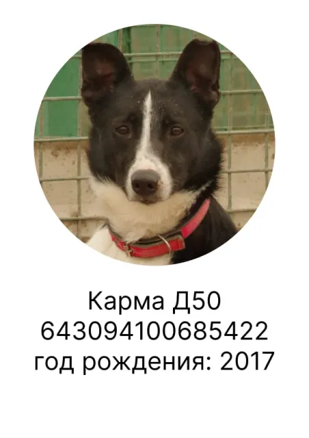 Карма — собака, Москва