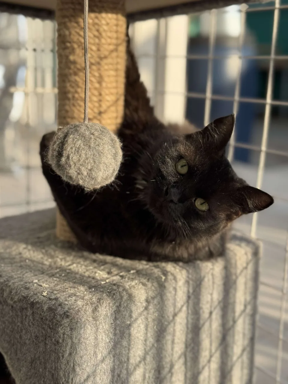 Кошка Мисти, кошка, Приют Бирюлево, Москва. Фото 7 из 11.