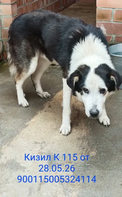 Кизил — собака, Москва