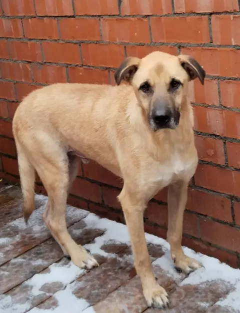 Клим — собака, Москва