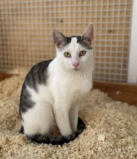 Зайчик — кошка, Москва