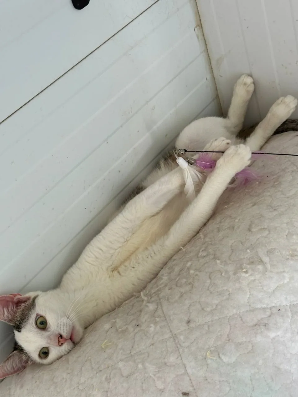 Кошка Зайчик, кот, Приют Бирюлево, Москва. Фото 8 из 8.