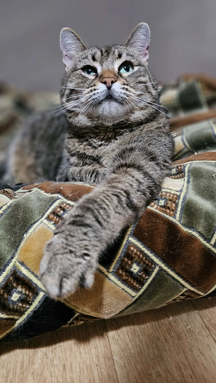 Кошка Пирог, кот, Приют Бирюлево, Москва. Фото 7 из 7.