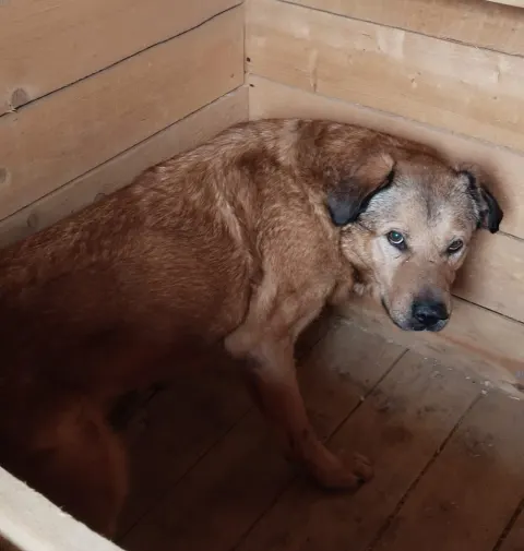 Лева — собака, Москва
