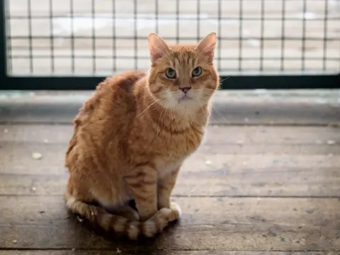 Тристан — кошка, Москва