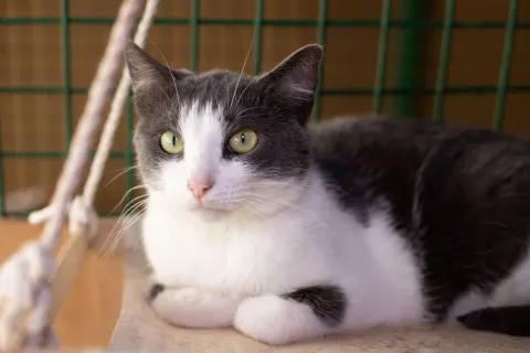 Нана — кошка, Москва