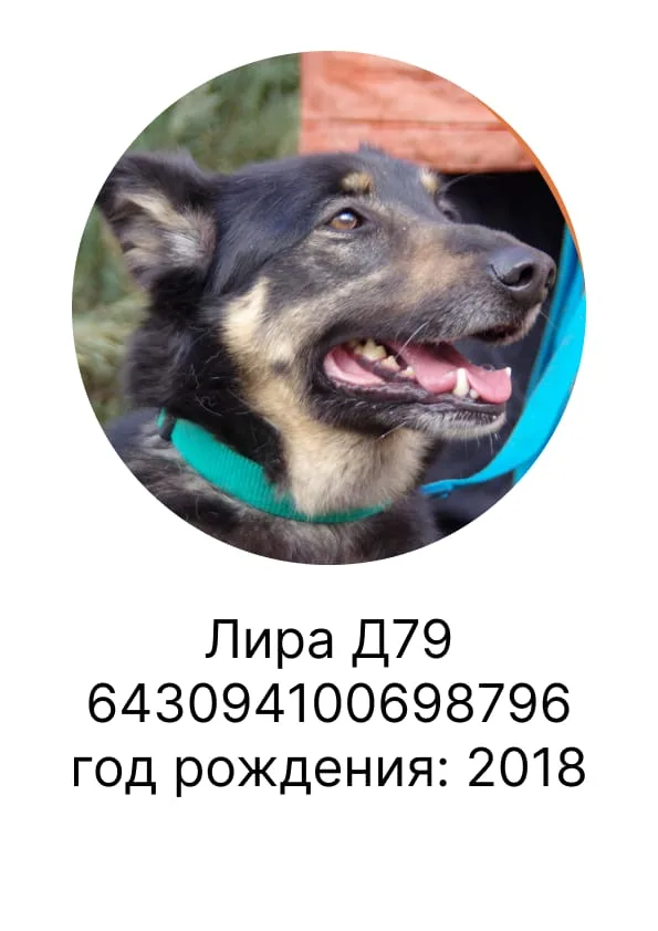 Собака Лира, сука, Приют Малинки (Кожухово), Москва. Фото 1 из 1.