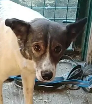 Собака Марго, сука, Приют Малинки (Кожухово), Москва. Фото 1 из 1.