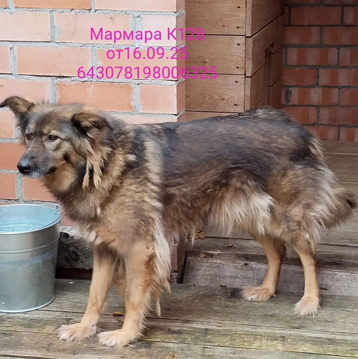 Собака Мармара, сука, Приют Малинки (Кожухово), Москва. Фото 1 из 1.